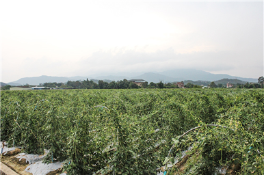 龍門生産基地