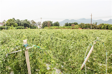 龍門生産基地